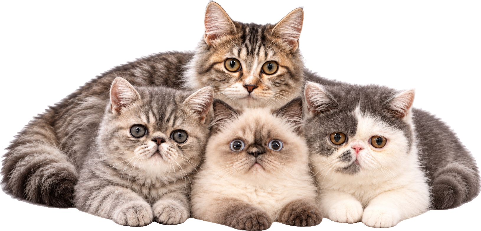 寄り添う猫たち