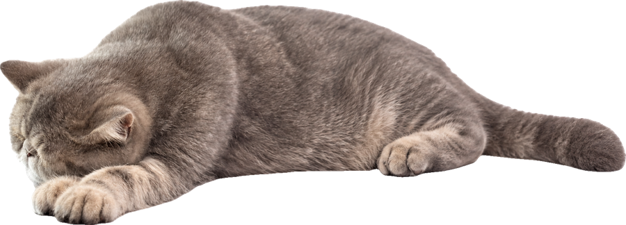 のびをする猫