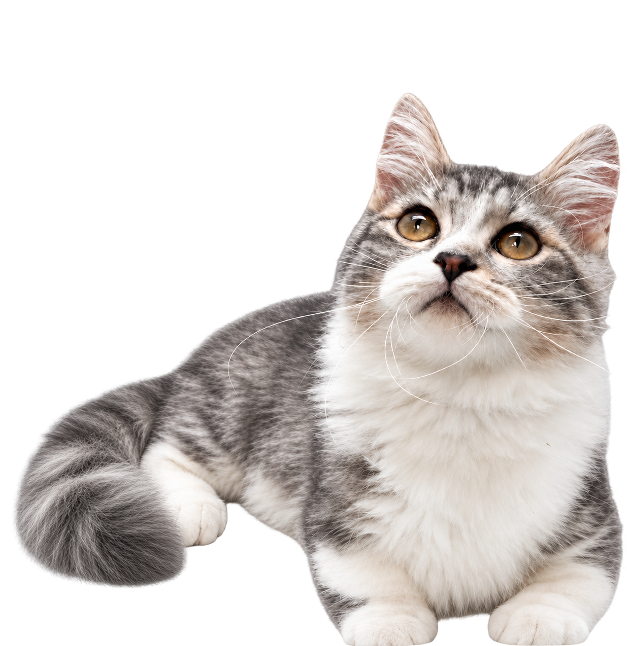 見上げる子猫