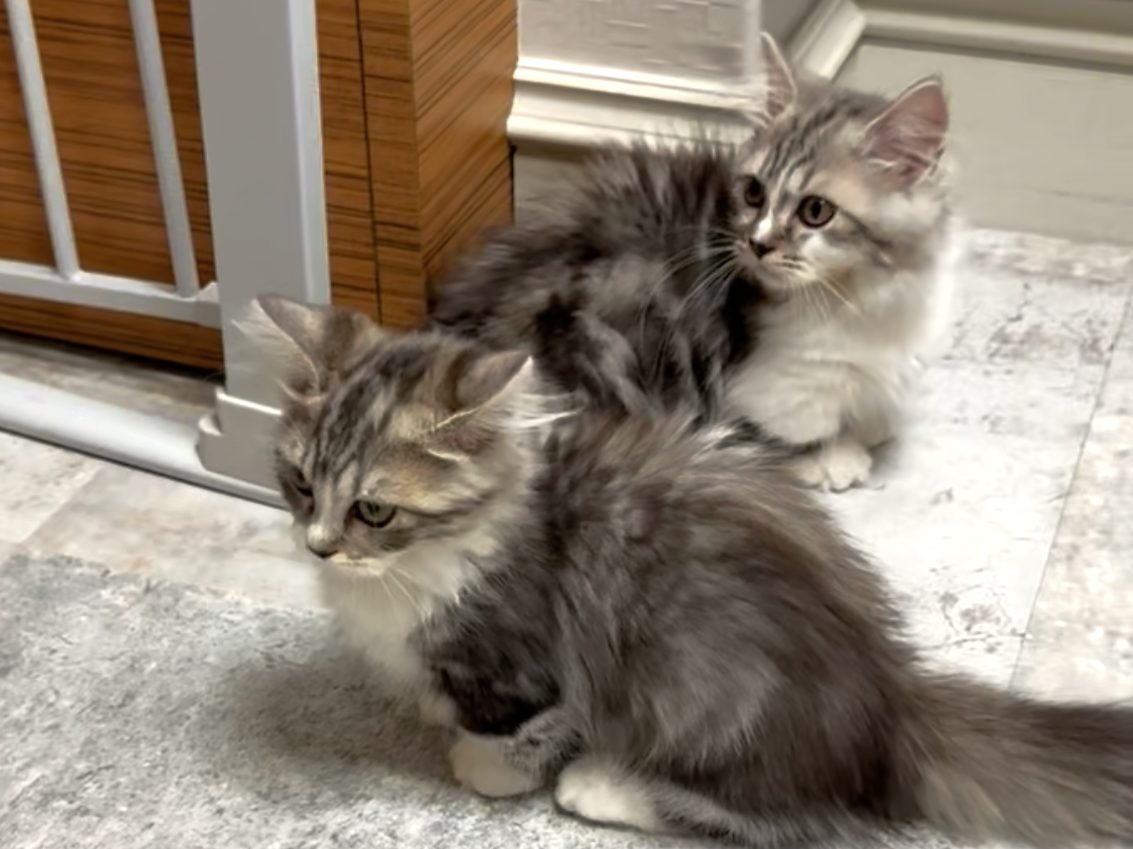 寄り添う子猫