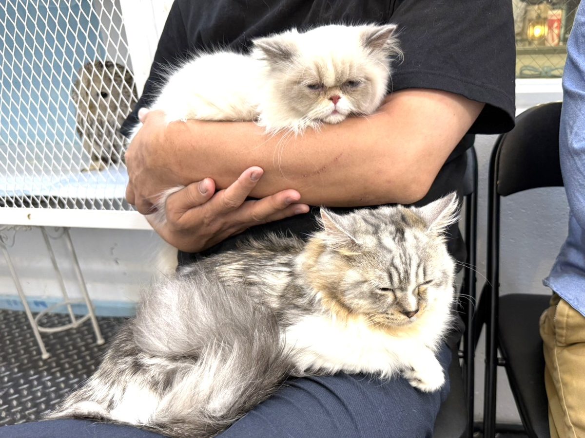 抱っこされてくつろぐ2匹の猫